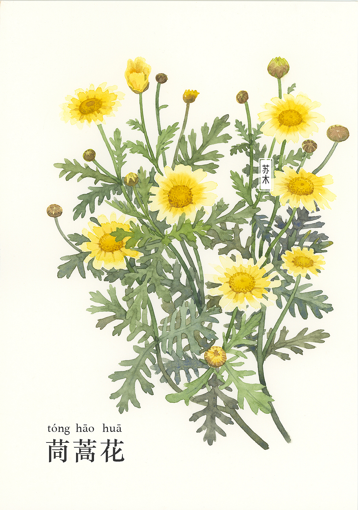 花·图鉴 「一」（图ZMzA4MzE4MzU2） - 商业插画 - 站酷设计师苏木_Summer原创素材 - 站酷ZCOOL