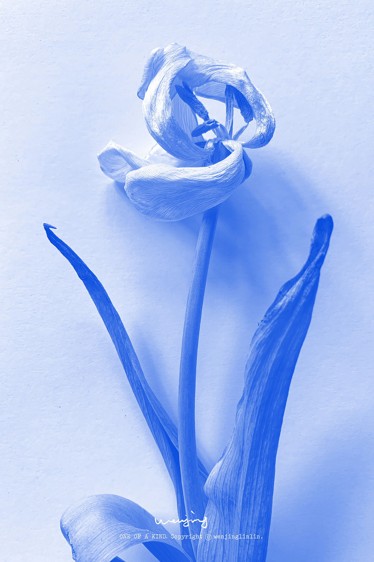 深入陪伴一朵花。