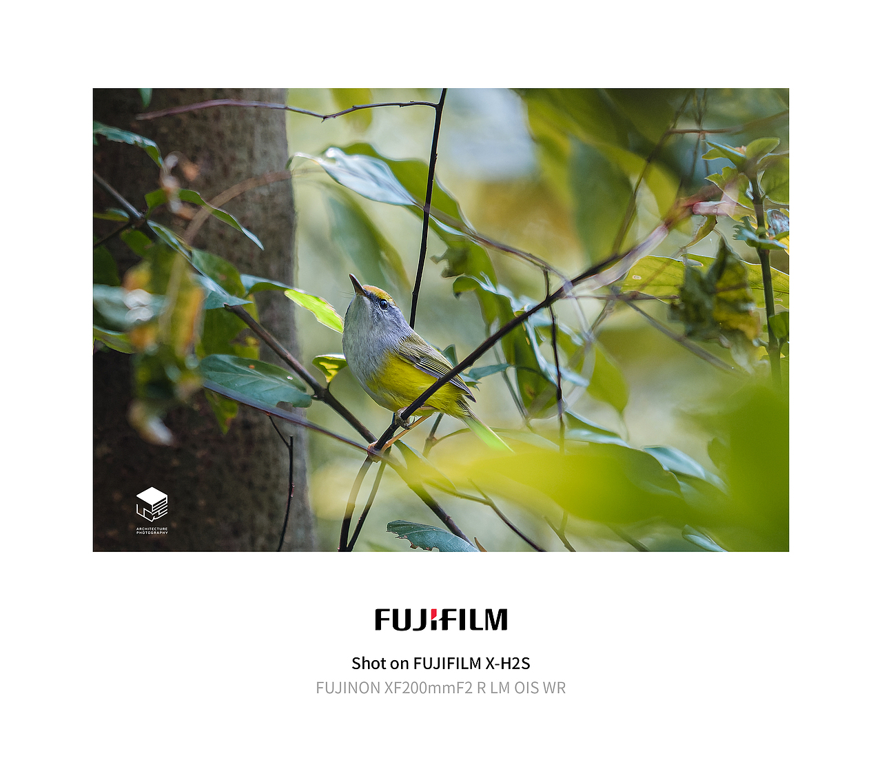 城市自然生态|鸟类(多图)