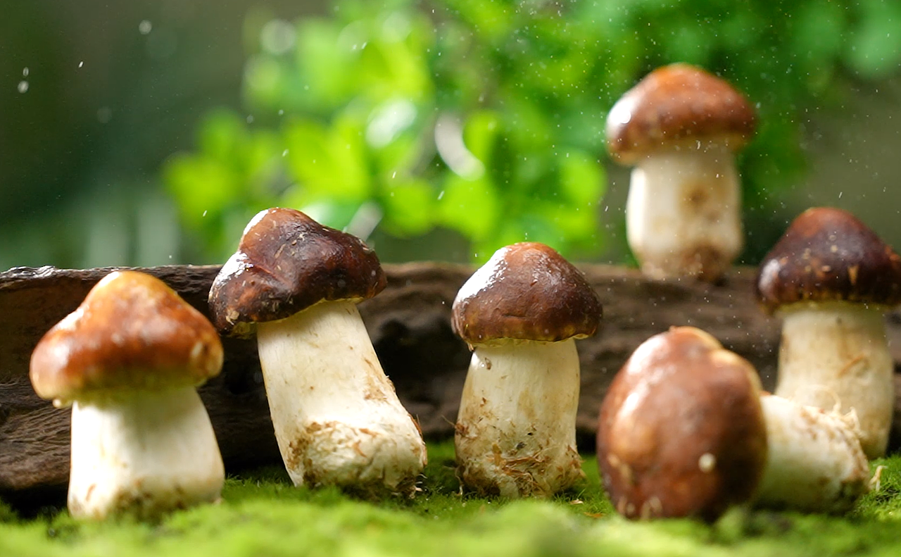 超级有料龙舟粽