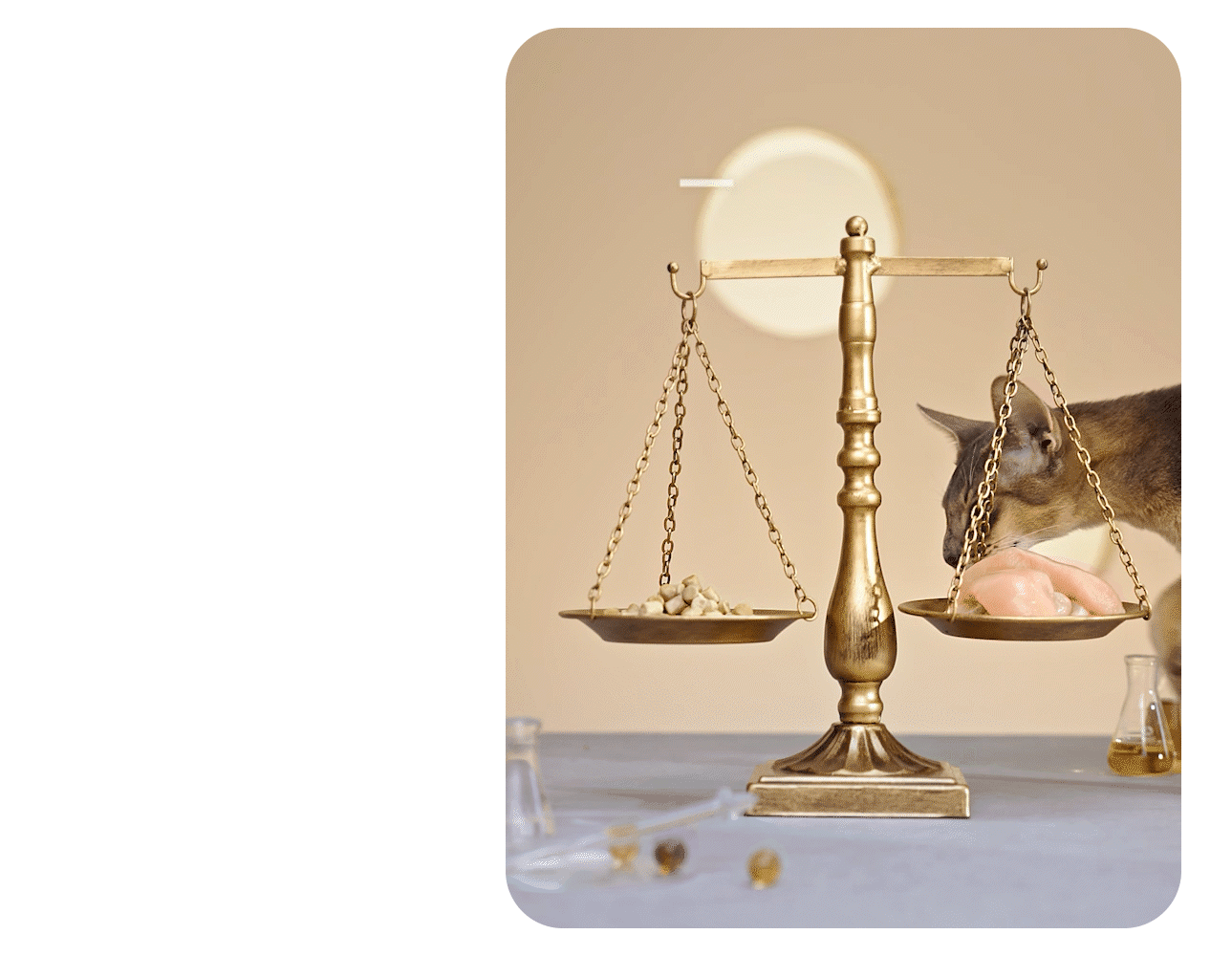 【超级单品】佩玛斯特&乐趣视觉 猫粮超级单品分享(图ZMzQ0MzU4NzQw) - 电商 - 站酷设计师乐趣焦点原创素材 - 站酷ZCOOL