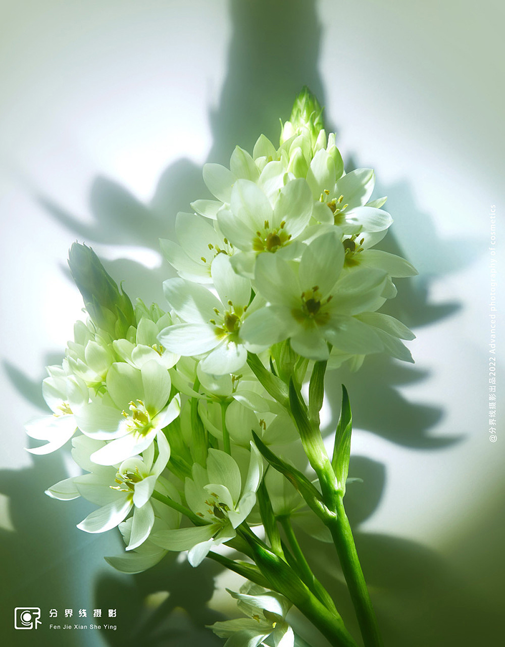 香水摄影『Hermes尼罗河花园』X FJX VISION（图ZMzAwOTQ3NjMy） - 产品摄影 - 站酷设计师分界线视觉原创素材 - 站酷ZCOOL