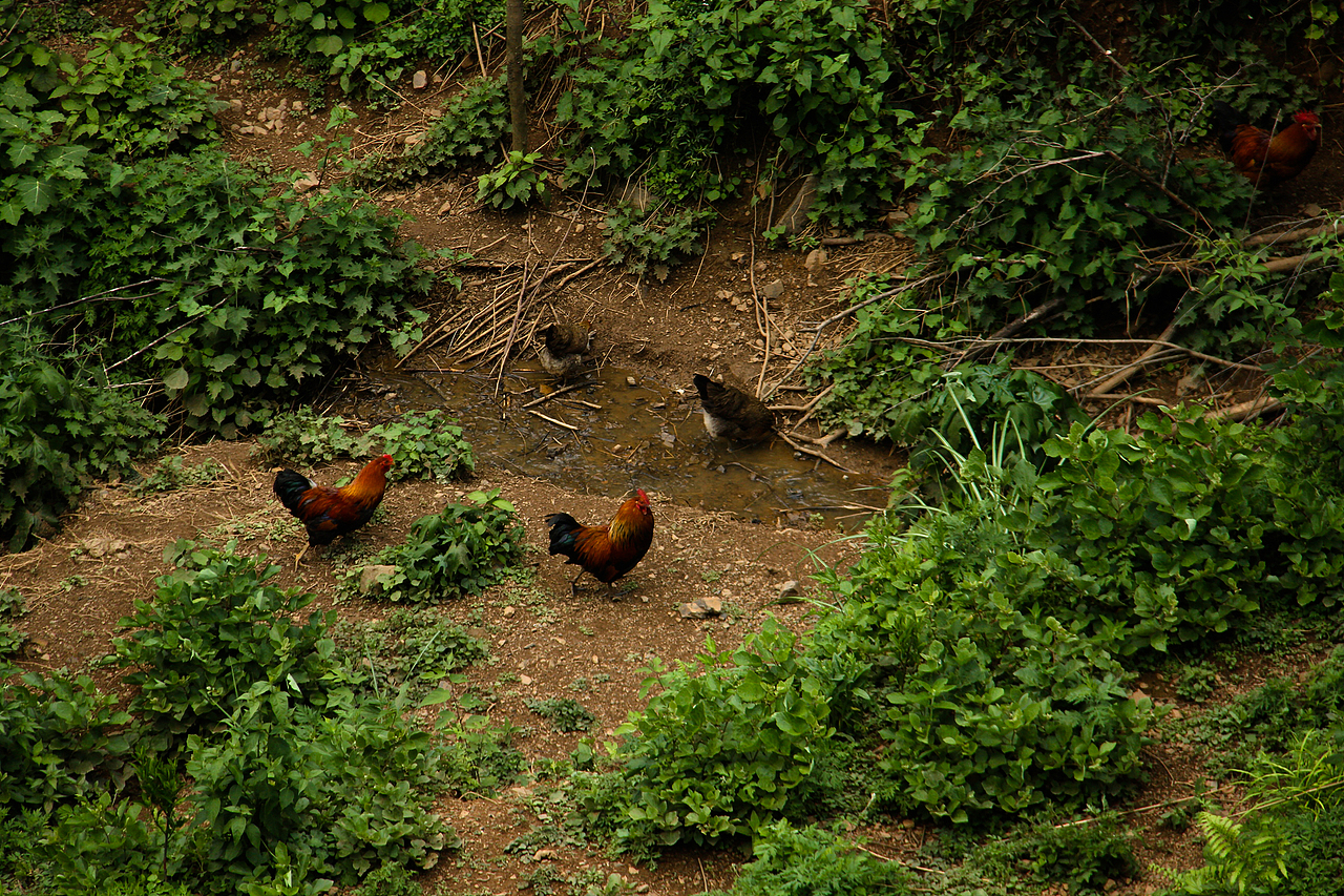 大山里的土鸡