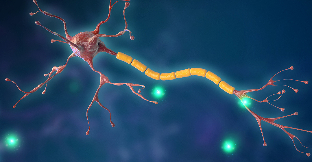 SCI示意图：细胞内传质（图ZMTU3MzgxNTA0） - 其他三维 - 站酷设计师HYP_JNU原创素材 - 站酷ZCOOL