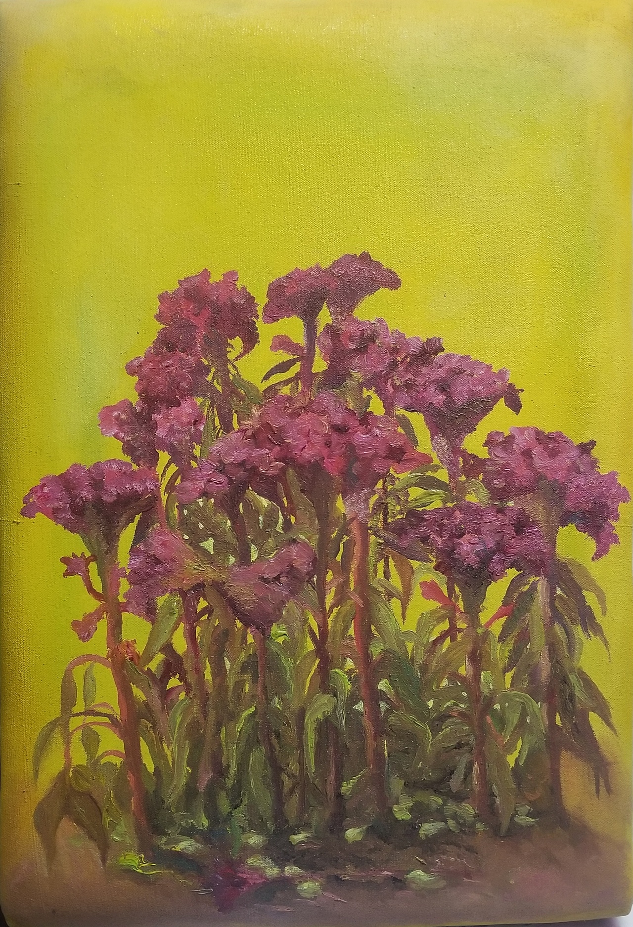 鸡冠花|纯艺术|绘画|李振峰 - 原创作品 - 站酷 (zcool)