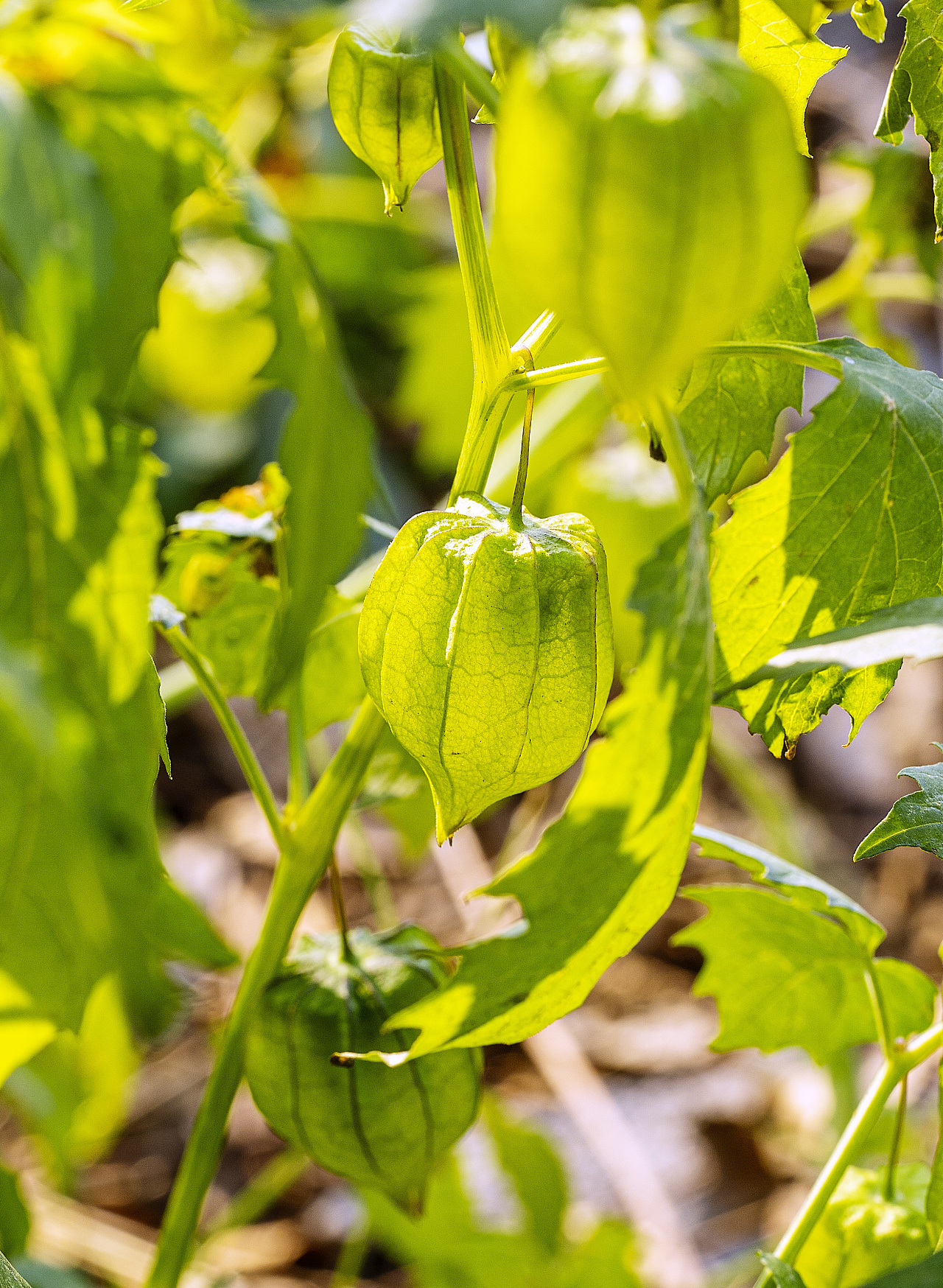 《如果植物会说话系列》绿意盎然灯笼果