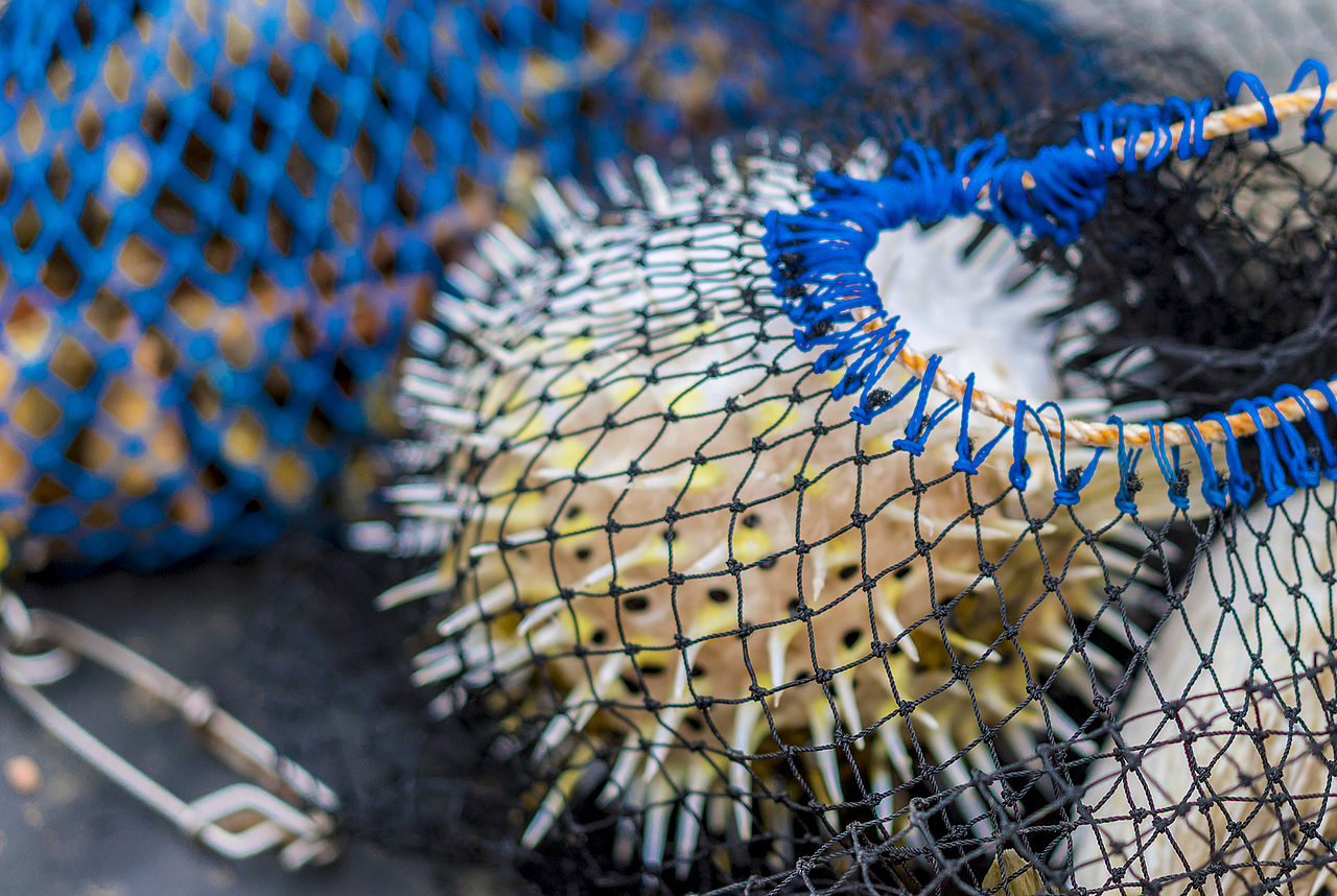 大河豚,真的很大