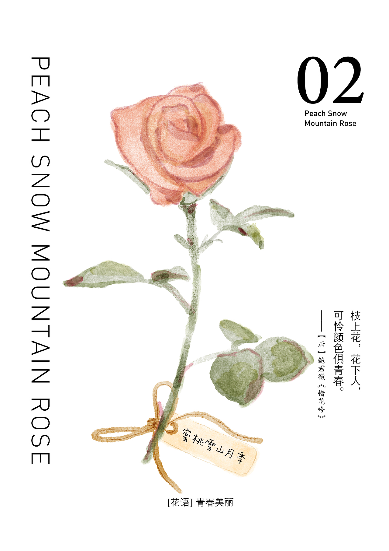 茶叶包装插画-那些奇怪名字的月季（图ZMjI0ODA5Nzky） - 创作习作 - 站酷设计师37点5原创素材 - 站酷ZCOOL