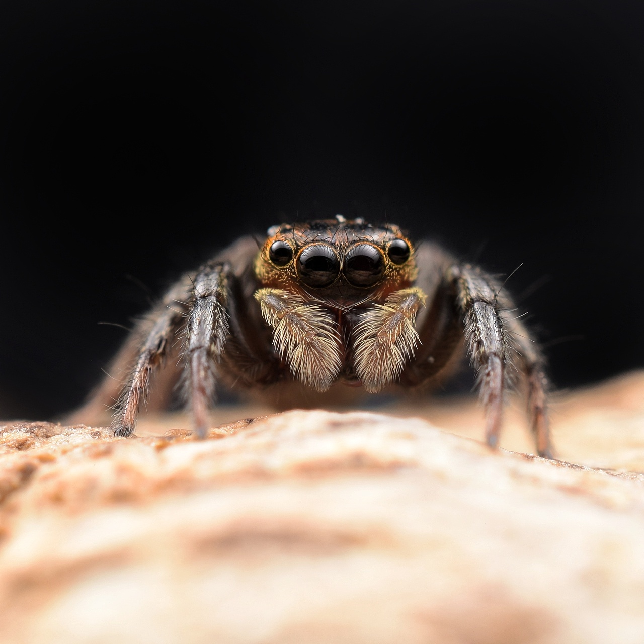 小跳蛛花蛤沙蛛