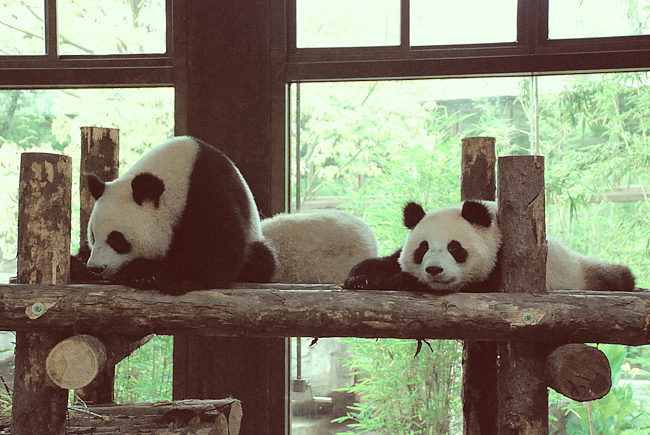 动物也要小清新（图ZMTI2MDY1Mg==） - 其他摄影 - 站酷设计师春春花儿开原创素材 - 站酷ZCOOL