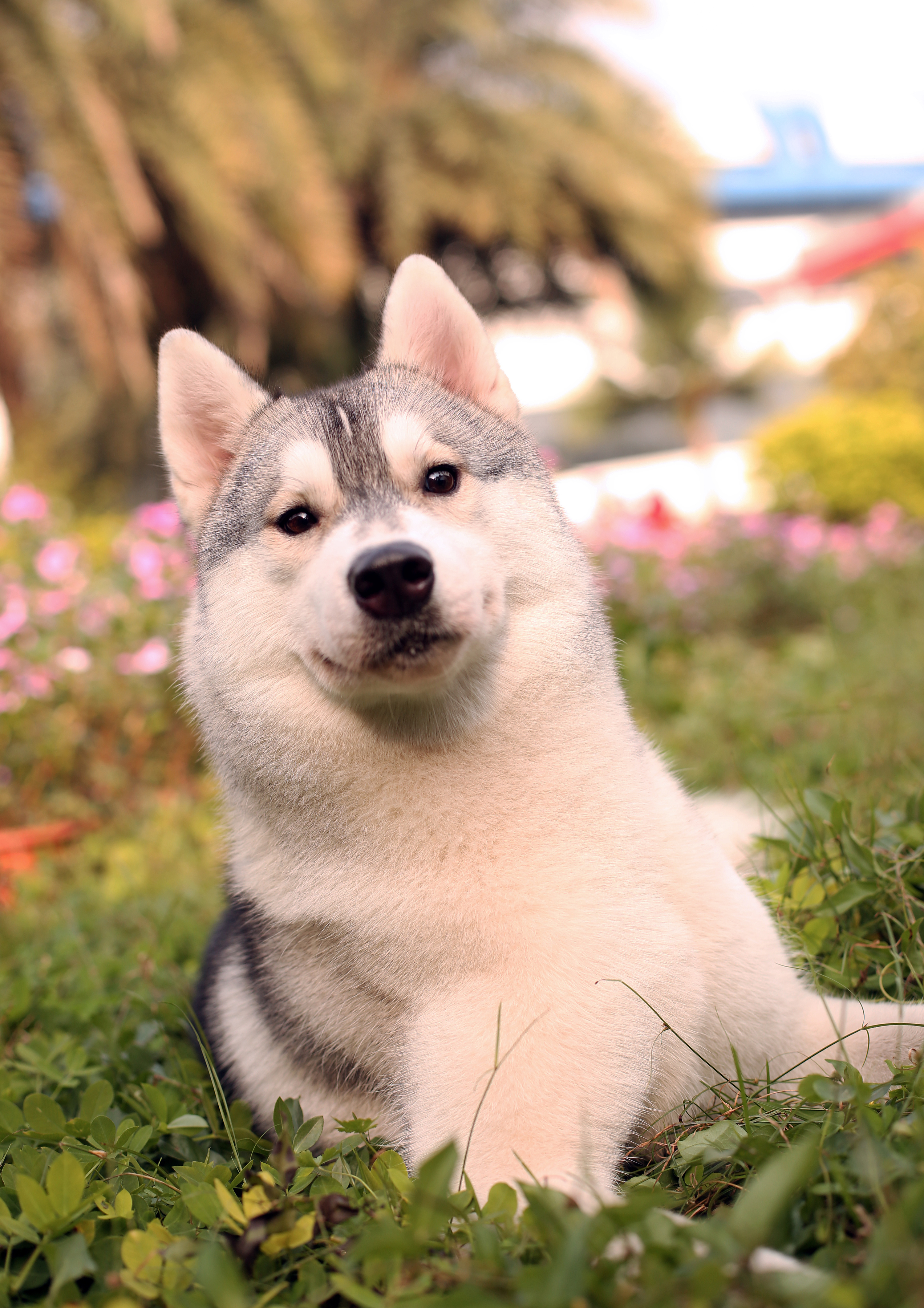 哈士奇(小c) 宠物写真,宠物拍摄,宠物用品摄影,宠物小短片