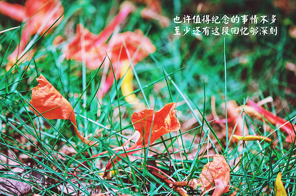 凤凰花开在路口