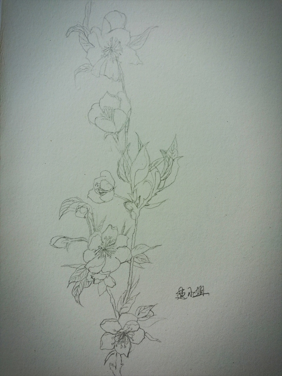 一支花从东方来