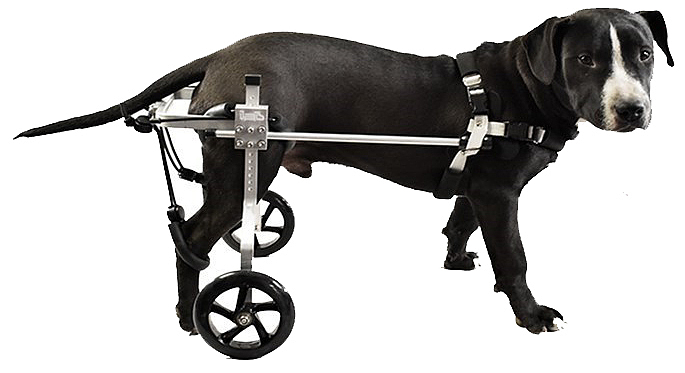 红点概念奖:充气狗轮椅 Air Restand