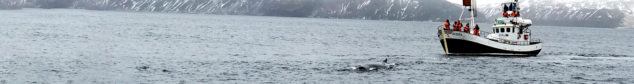 一片小葉籽的个人主页（封面预览） - 主页封面设置 - 站酷设计师一片小葉籽原创素材 - 站酷ZCOOL