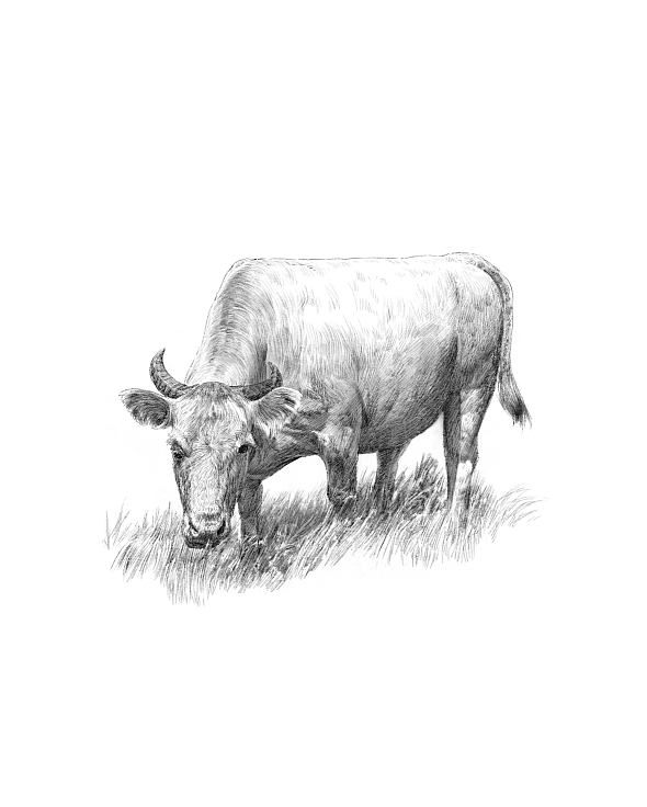 素描小品（图ZMTgxNTA5NDA4） - 商业插画 - 站酷设计师上超工作室原创素材 - 站酷ZCOOL