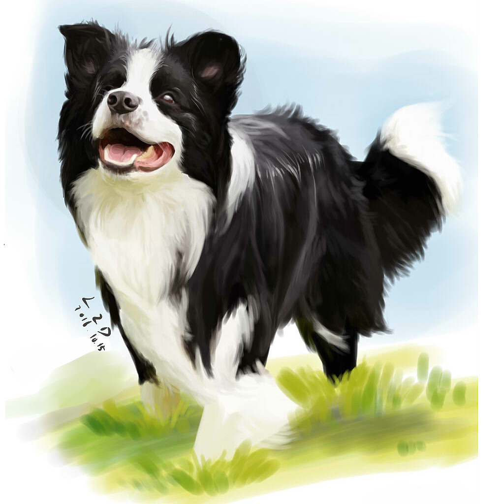 边牧（图ZMTkyMjMyMjQ0） - 创作习作 - 站酷设计师行走的ZD原创素材 - 站酷ZCOOL