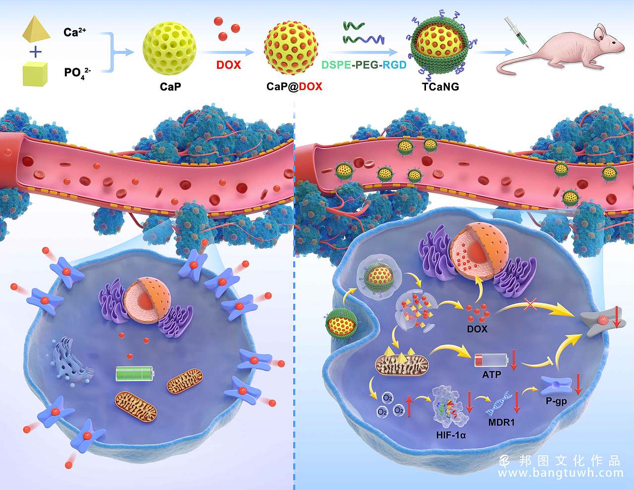 科研绘图作品汇总（图ZMjU4MTA5MjIw） - 其他三维 - 站酷设计师邦图科研绘图原创素材 - 站酷ZCOOL