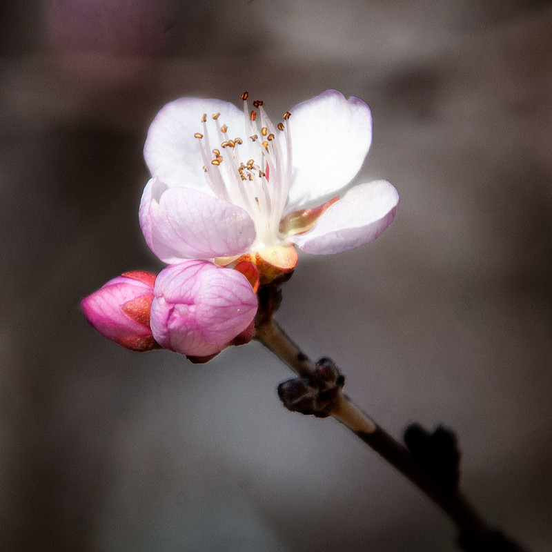 春暖花开时（图ZMTU0NjI3MDY0） - 产品摄影 - 站酷设计师60后老李原创素材 - 站酷ZCOOL