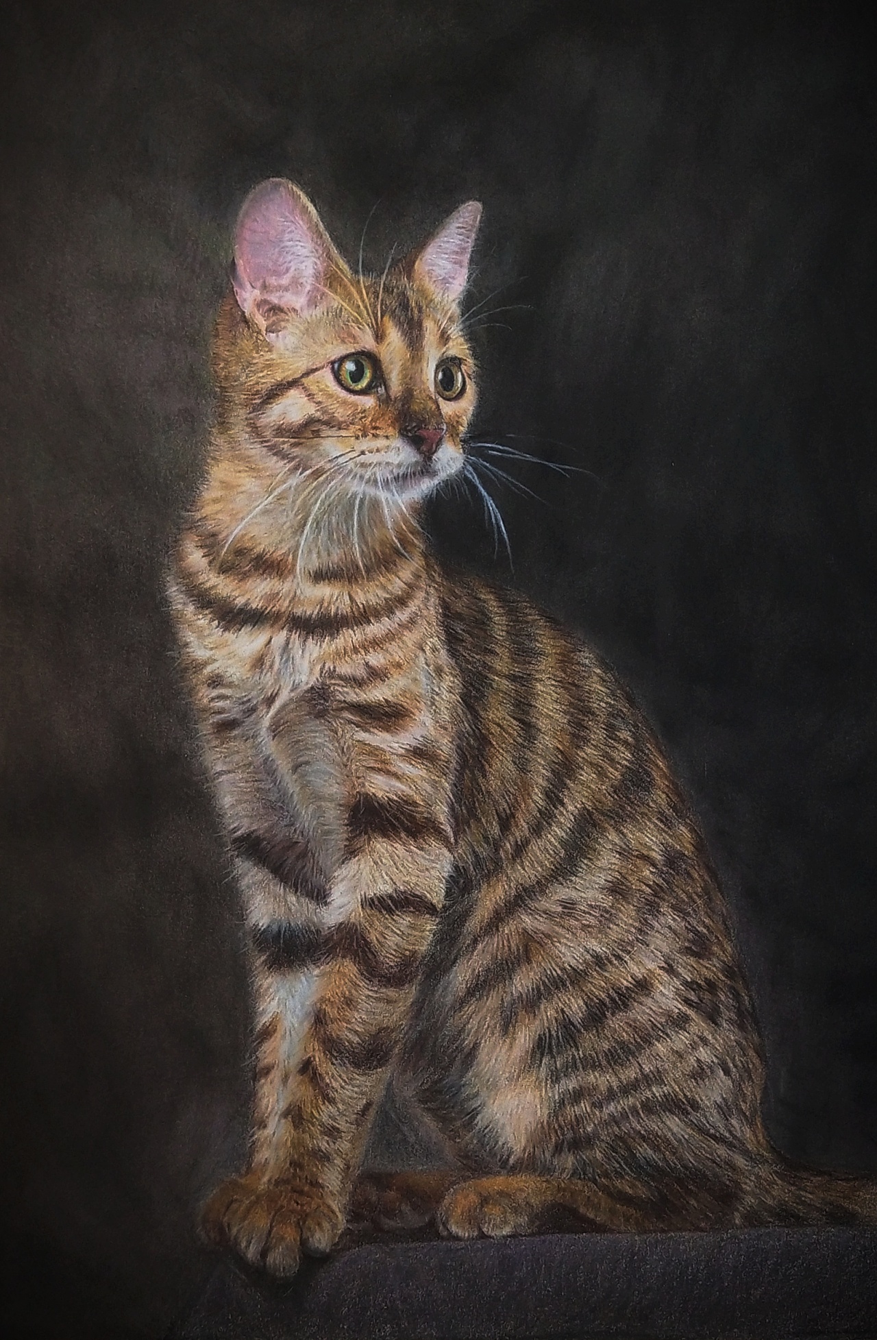 写实彩铅《猫》