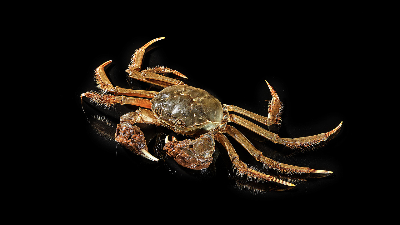 美食摄影 | 吃大闸蟹是一种季节性的享受