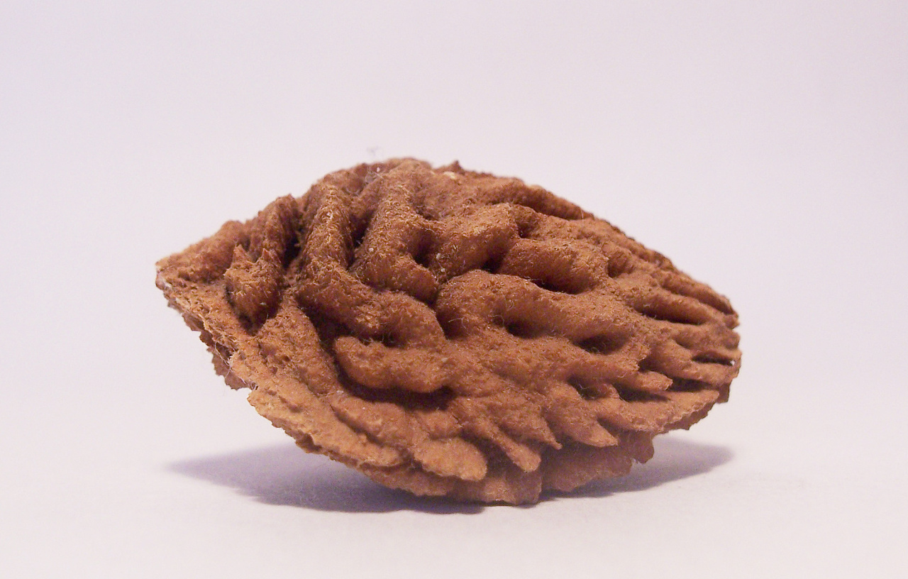 桃核拍着玩 - 原创作品 - 站酷(zcool)