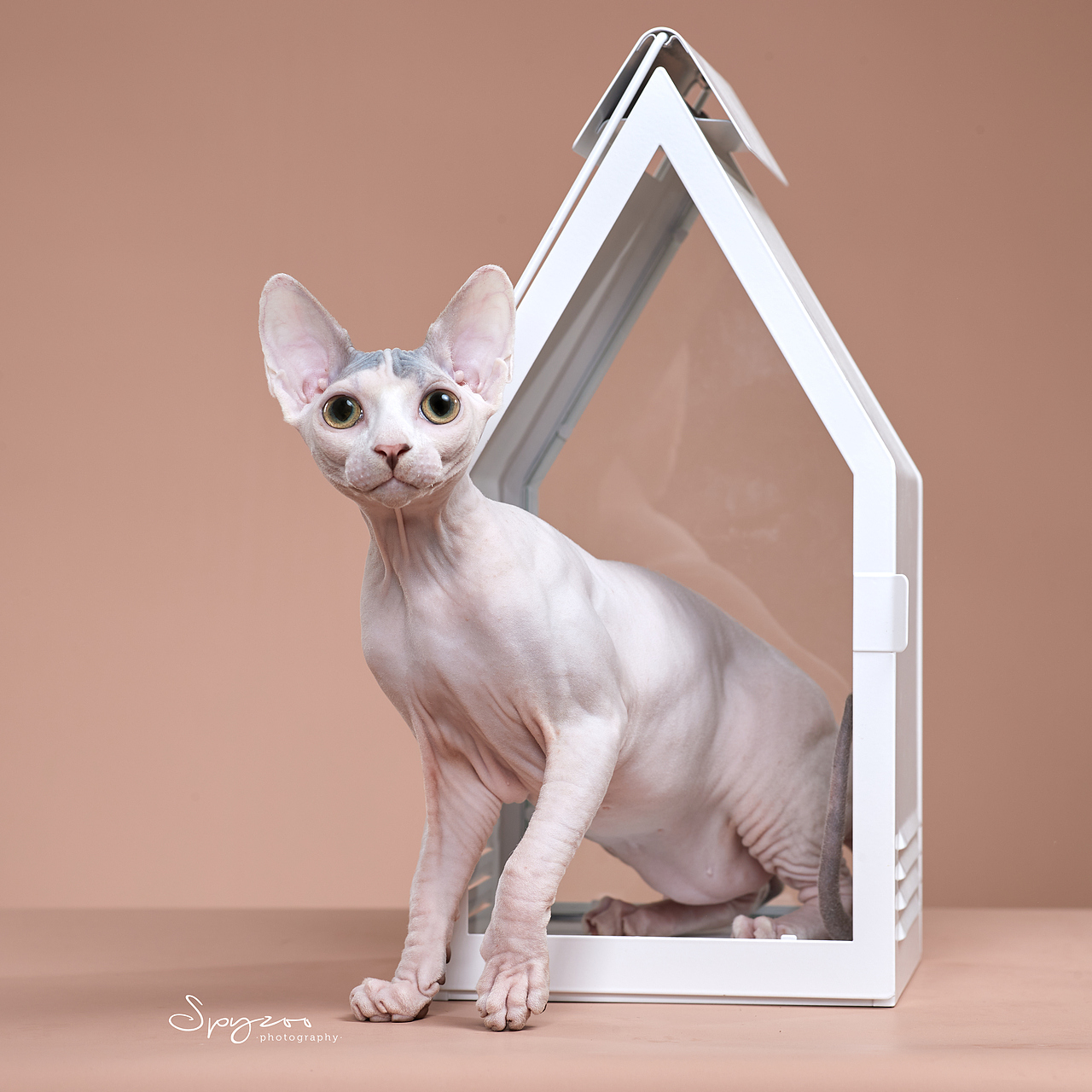 斯芬克斯无毛猫（图ZMjcyNDgxNzky） - 宠物摄影 - 站酷设计师spyzoo原创素材 - 站酷ZCOOL