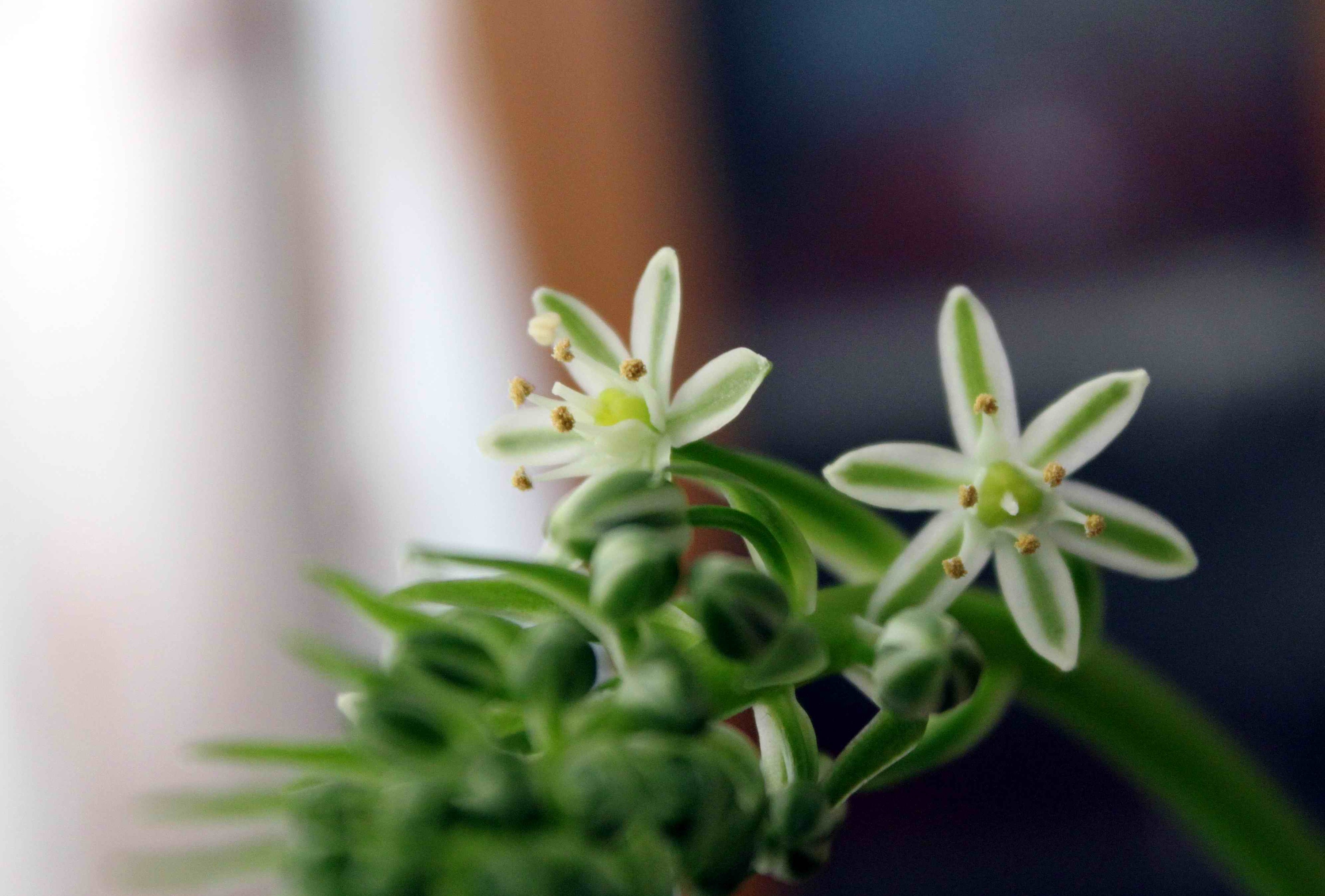 虎眼万年青(海葱)的花