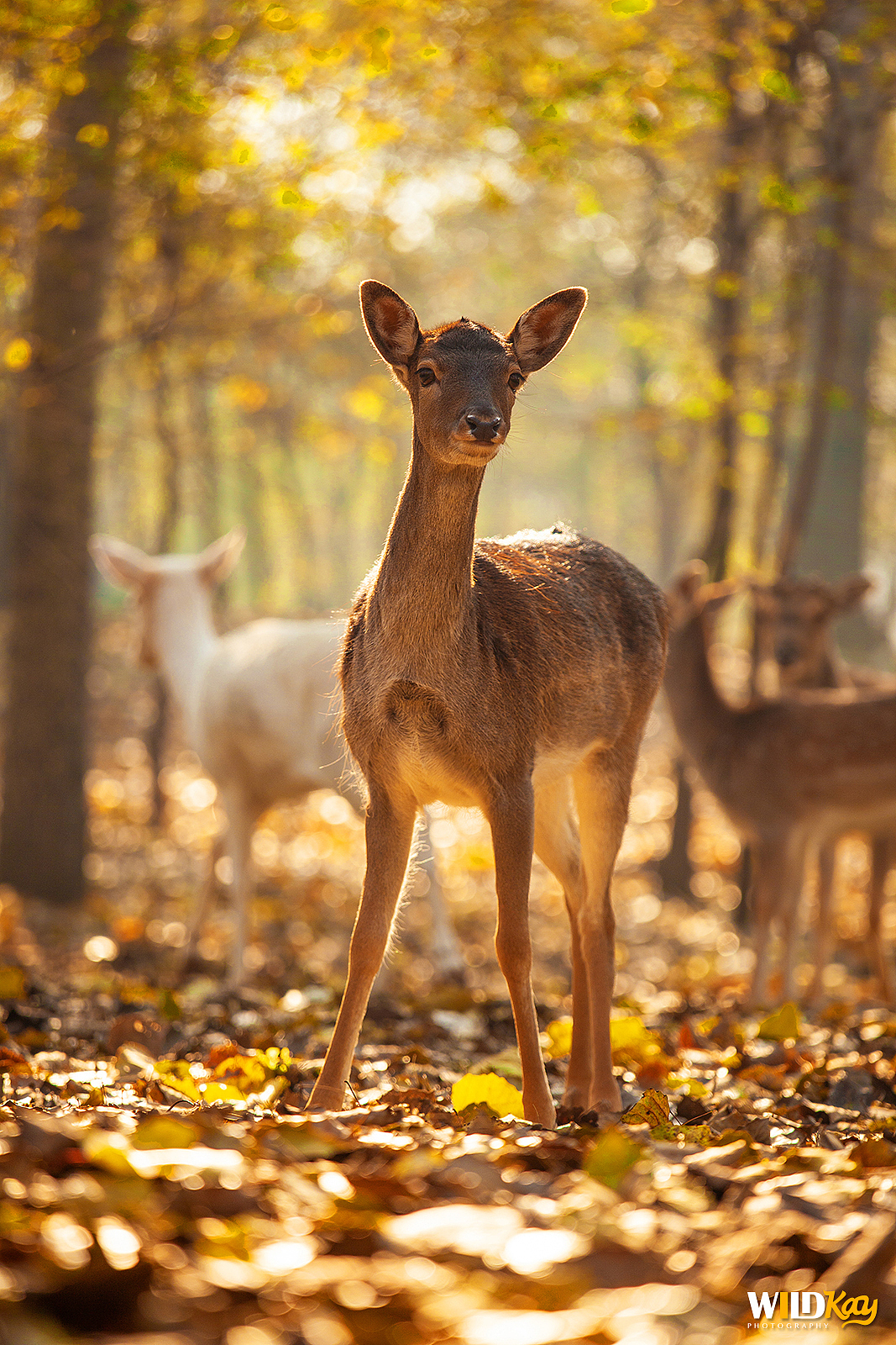 《生命和爱365》合集 I（图ZMTg0NTAxMDk2） - 宠物摄影 - 站酷设计师WildKay原创素材 - 站酷ZCOOL