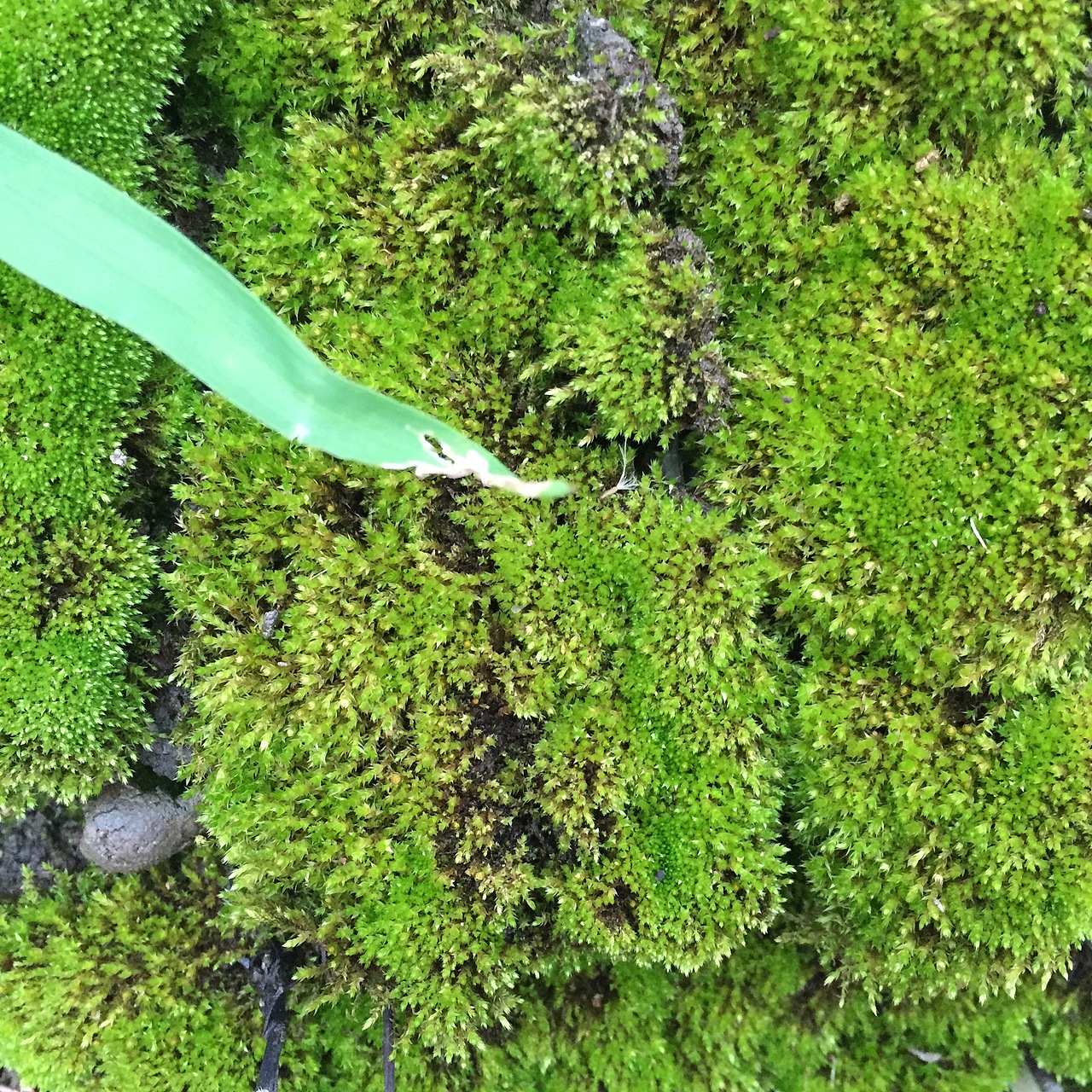 手机随手拍2--夏天啊