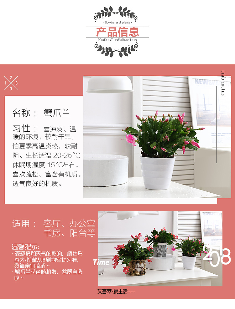 蟹爪兰绿植详情页（图ZMTM3MjY0NjM2） - 海报 - 站酷设计师大平平平平原创素材 - 站酷ZCOOL