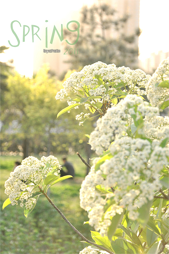 春天的随便乱照（图ZMjk5MjYzNg==） - 风光摄影 - 站酷设计师chobi原创素材 - 站酷ZCOOL