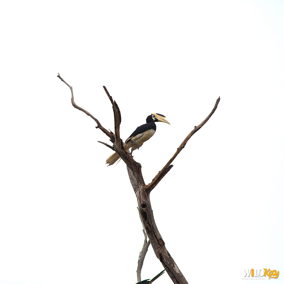 《生命和爱365》合集 I（图ZMTg0NTAwNjA0） - 宠物摄影 - 站酷设计师WildKay原创素材 - 站酷ZCOOL