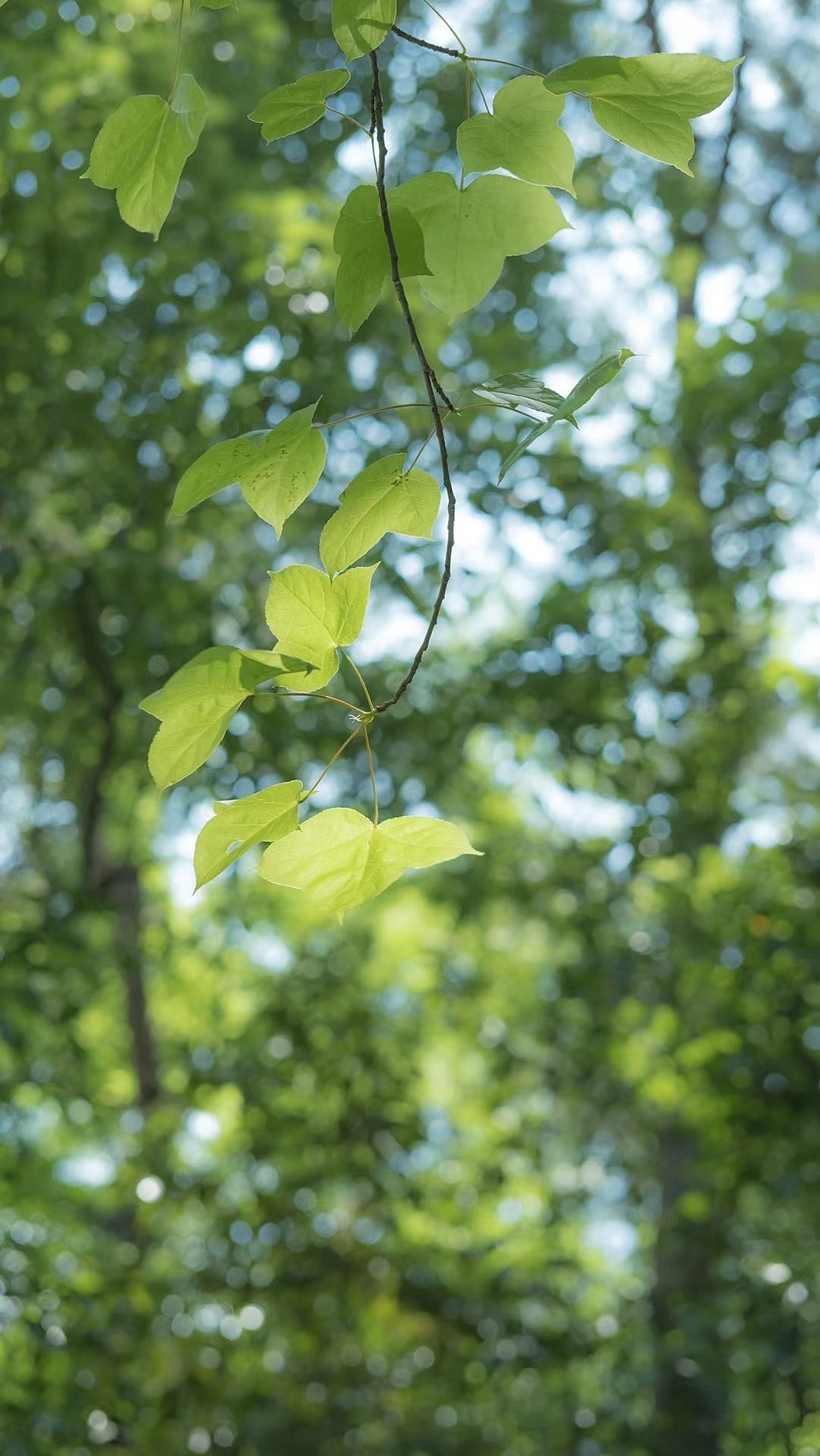静物随拍:保持自律,永远向上向善