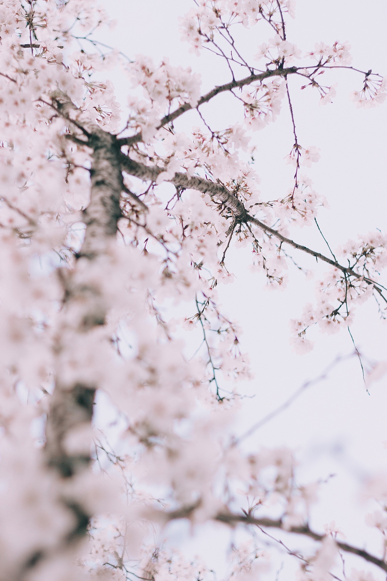 还记得那年越秀樱花树下~