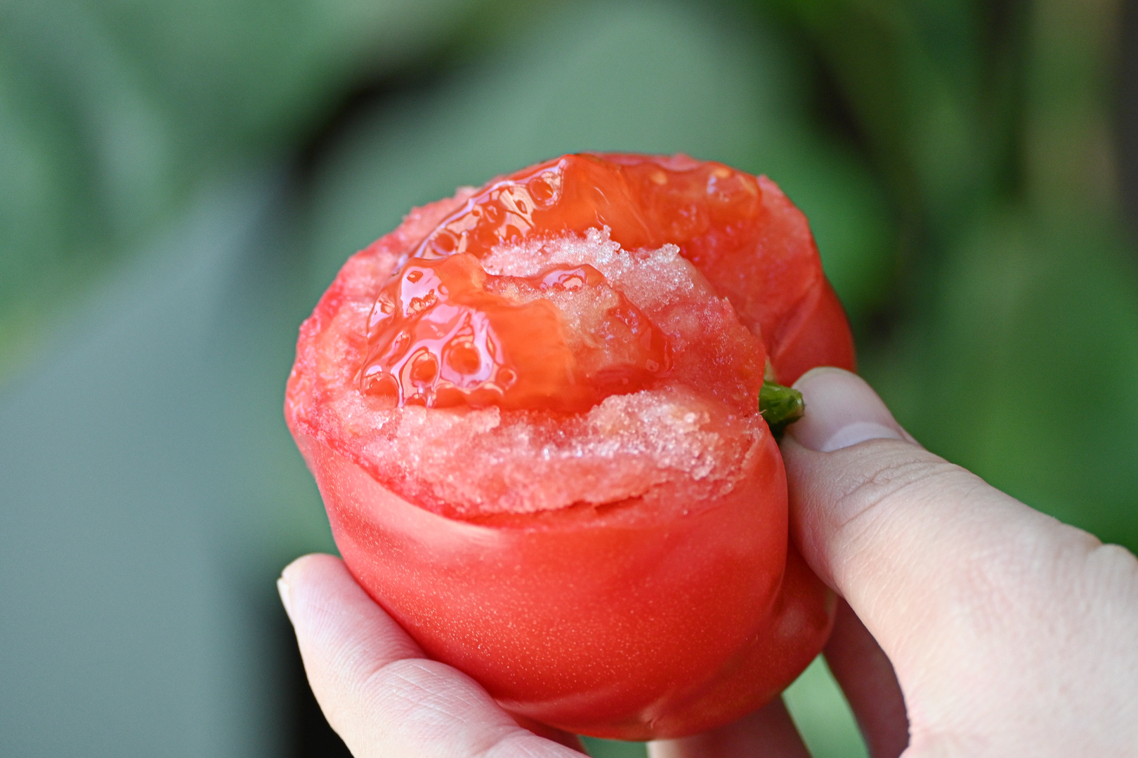 普罗旺斯西红柿