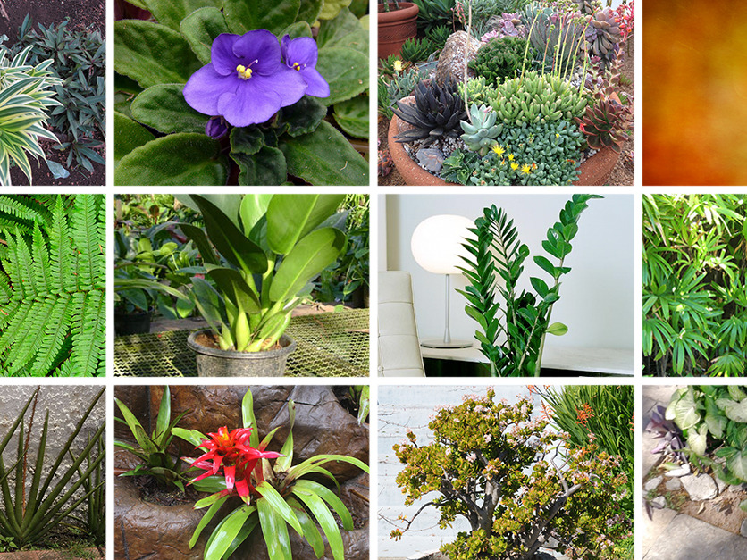 12 款适合建筑师们养的植物 设计文章 站酷 Zcool