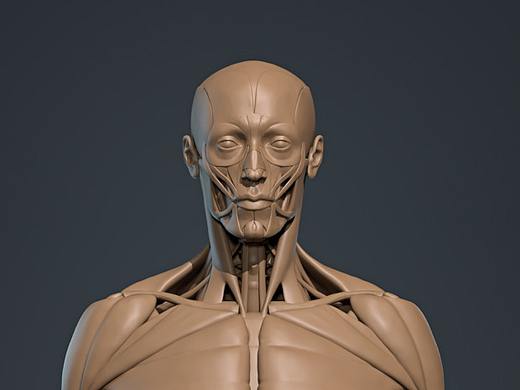 人体解剖模型