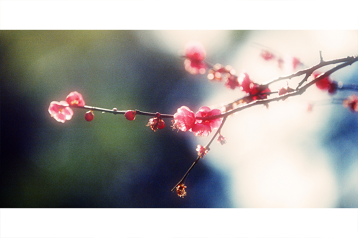 一株梅花，一抹红颜（图ZNDcwMTkzNzY=） - 人像摄影 - 站酷设计师摄影师Pikmin原创素材 - 站酷ZCOOL