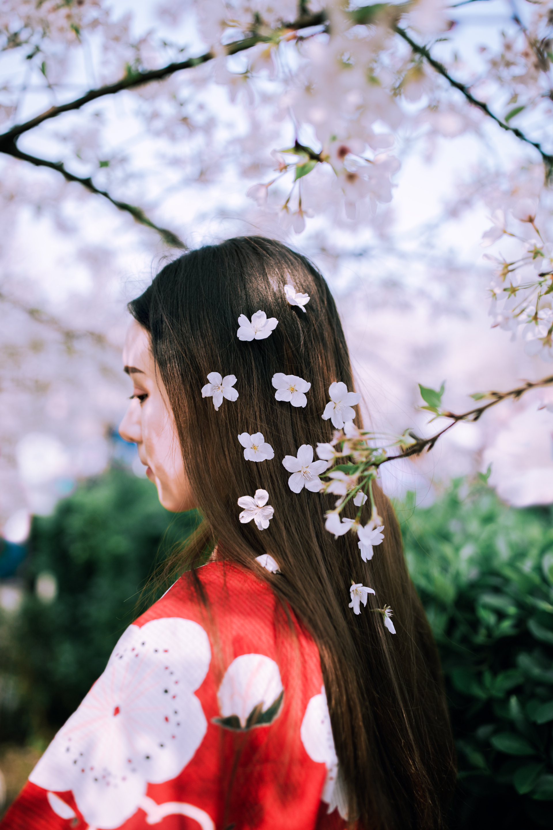 【春の颜】樱花和服写真