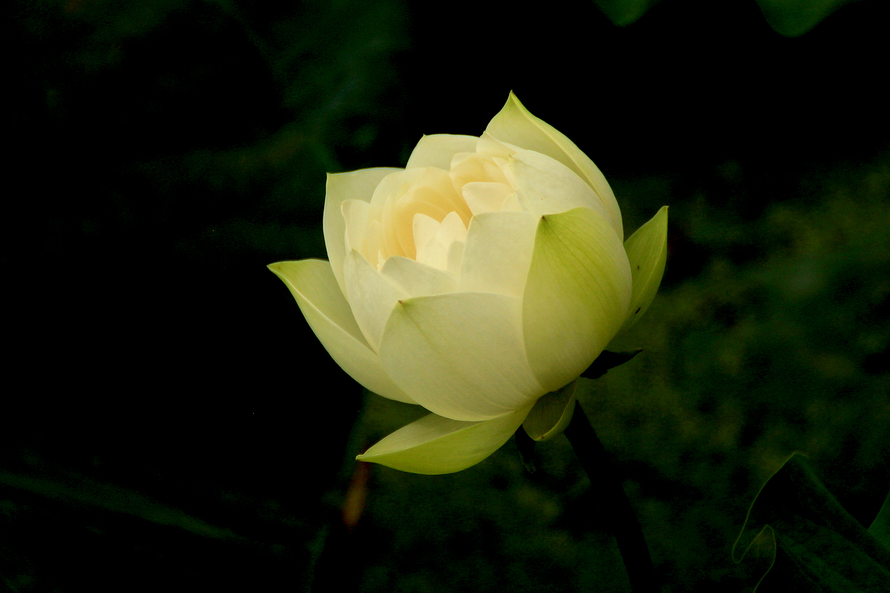 静荷（图ZNTg1NjAyNTI=） - 风光摄影 - 站酷设计师哲彦xq原创素材 - 站酷ZCOOL