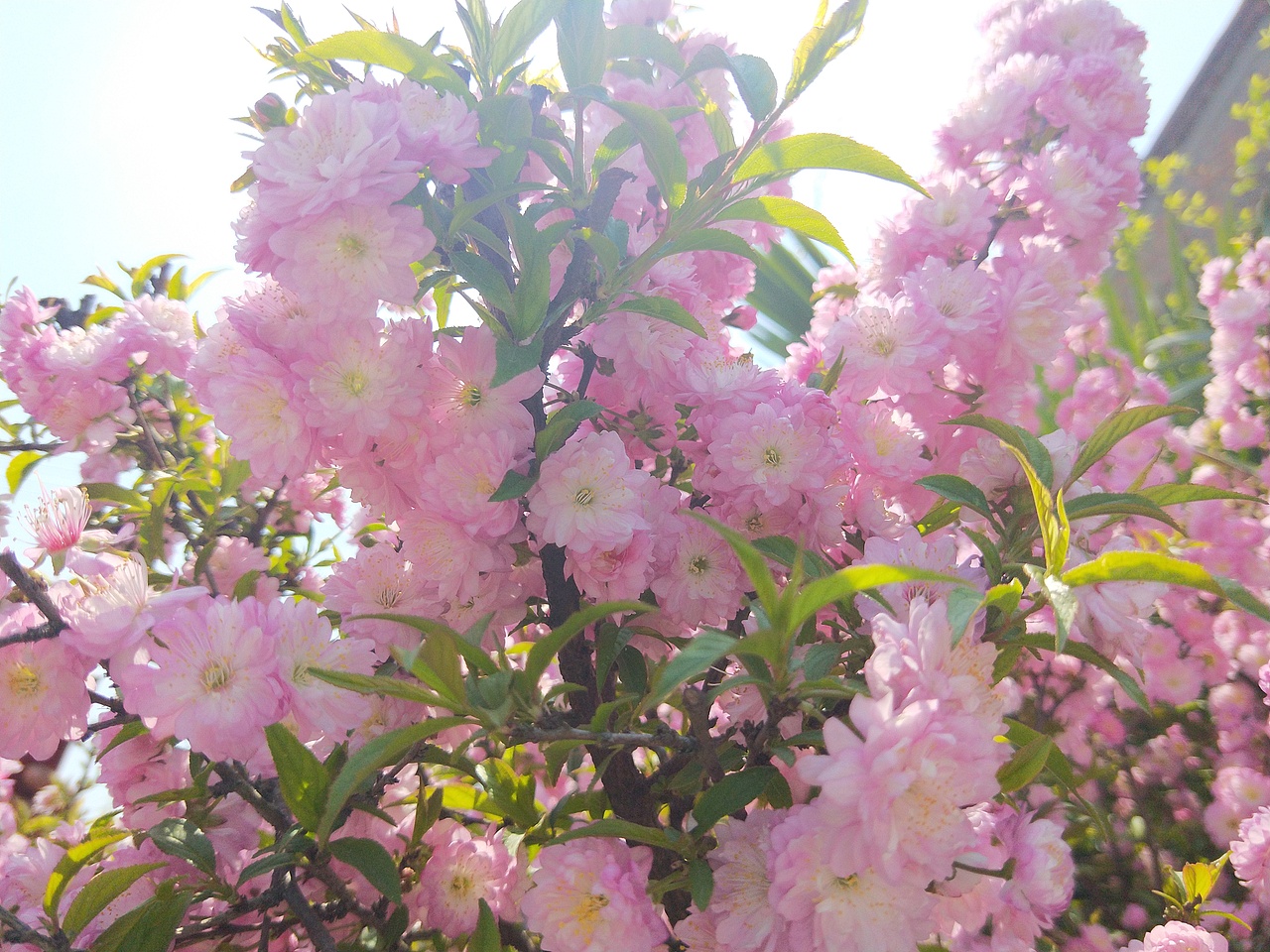 盛开（图ZMTUyOTk1OTg0） - 风光摄影 - 站酷设计师云行雨施原创素材 - 站酷ZCOOL