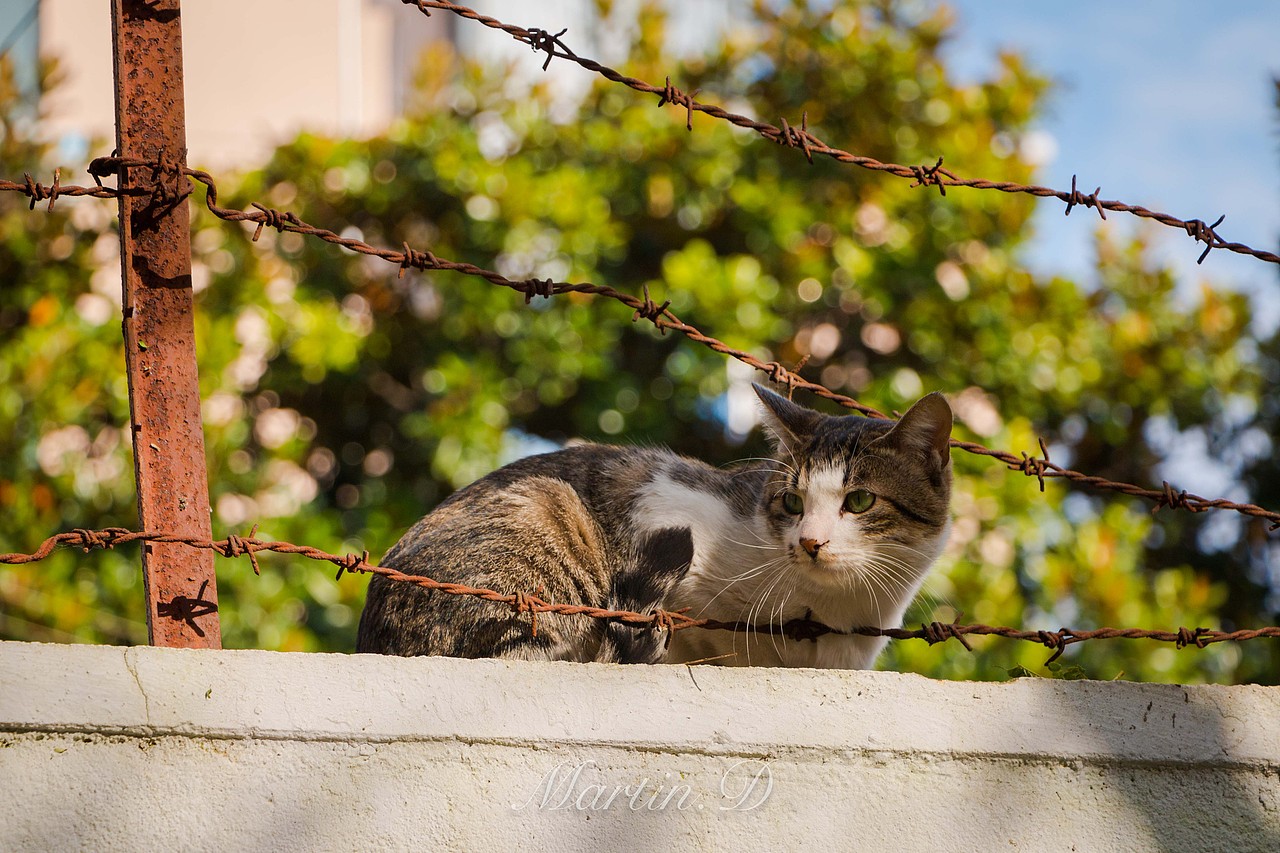 流浪猫系列之哥俩好