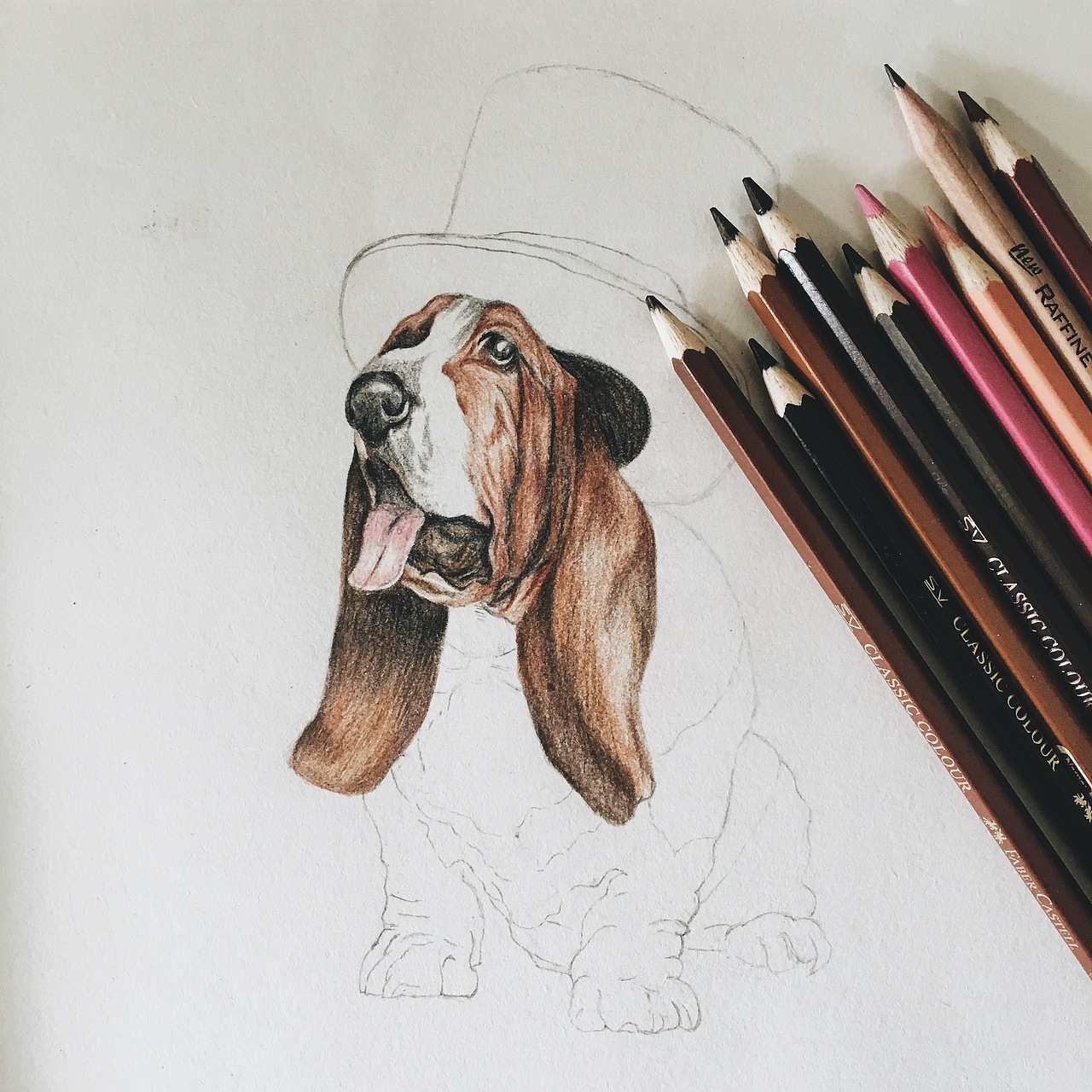 彩铅练习 | 巴吉度犬