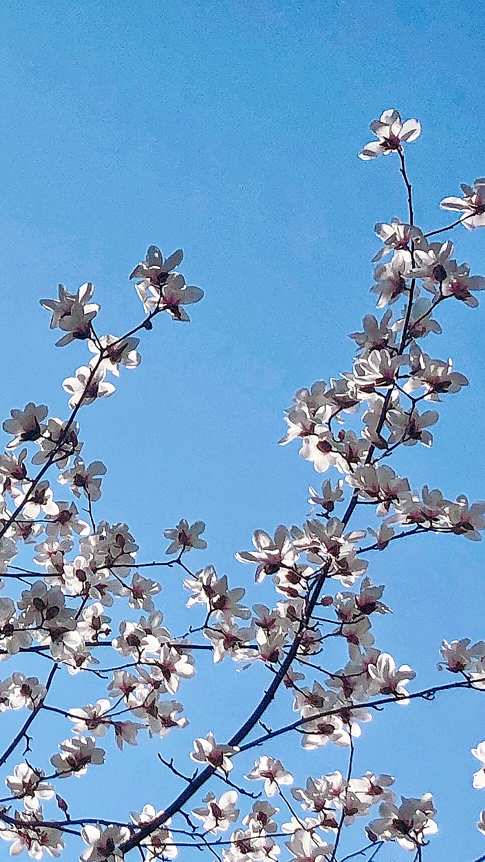 玉兰花开（图ZMjkxNjkwNDM2） - 其他摄影 - 站酷设计师Mintoria原创素材 - 站酷ZCOOL