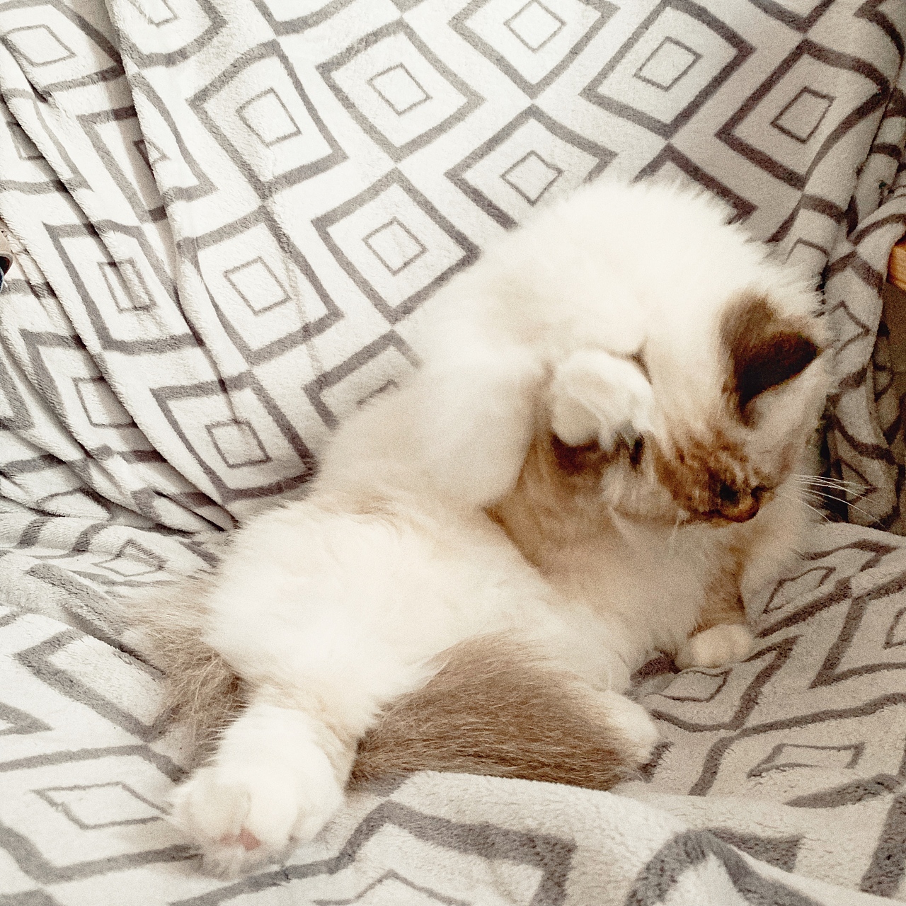 一只叫瓜咪咪的喵