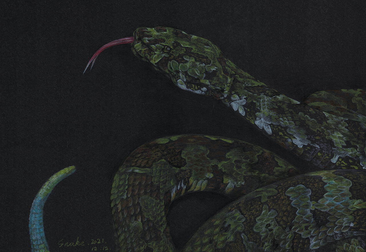 [黑卡纸彩铅画 · 摄影 | 手绘] 莽山烙铁头|纯艺术|绘画|snakejia