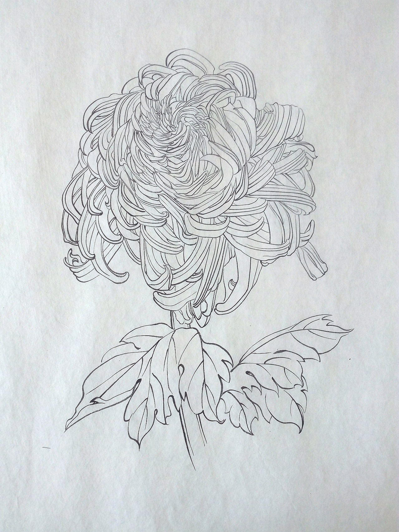 菊系列(四)|纯艺术|绘画|伊芽儿 - 原创作品 - 站酷 (zcool)