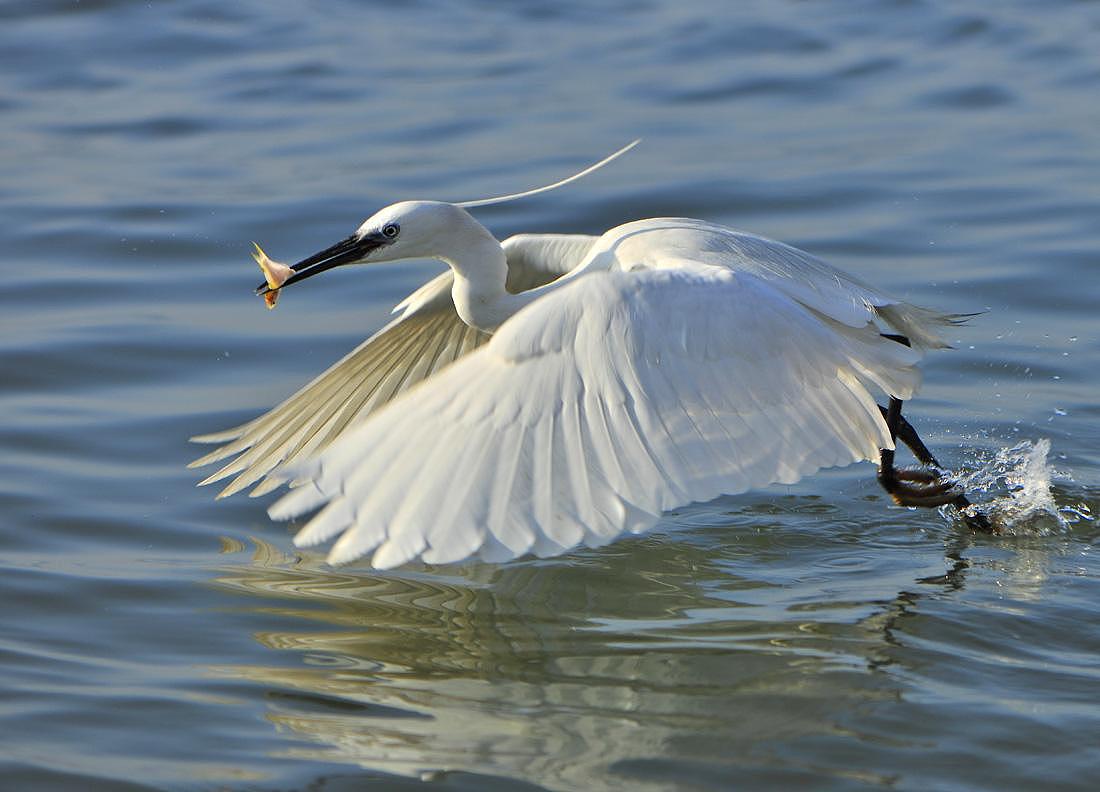 白鹭,道家之灵武也。