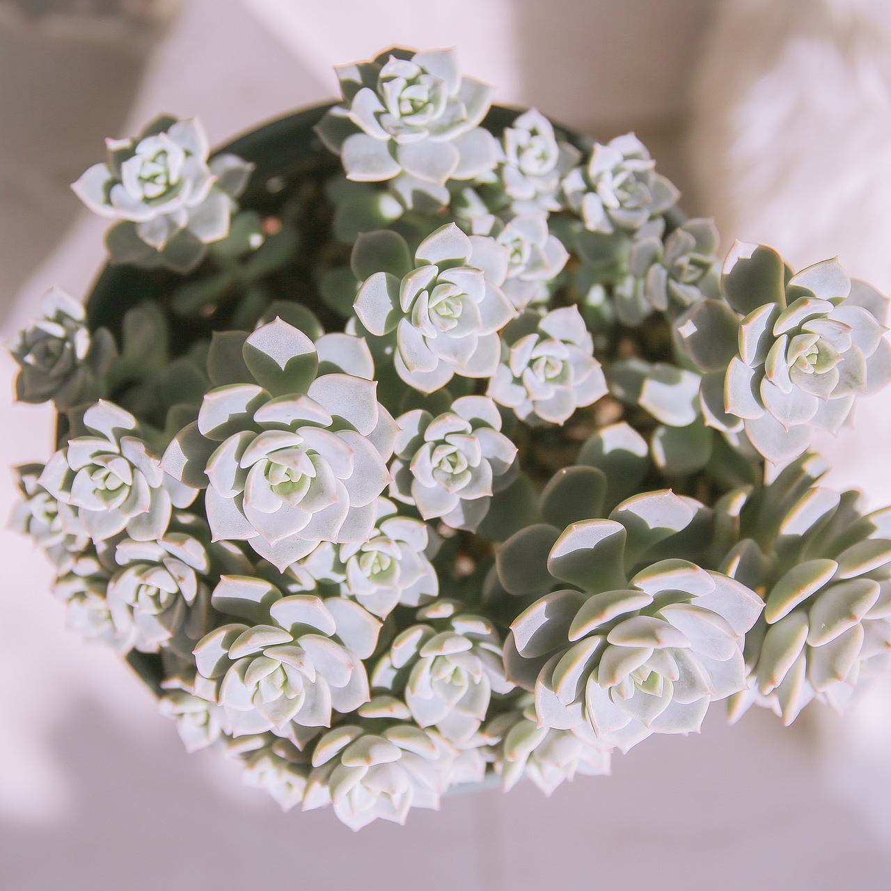 今日份多肉植物